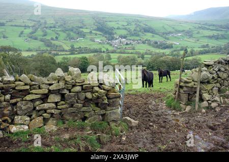 Deux poneys noirs tombés par une porte dans un mur de pierres sèches au-dessus de dent sur la route vers Aye Gill Pike à Dentdale, Yorkshire Dales National Park, Angleterre, Royaume-Uni. Banque D'Images