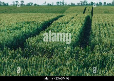 Traces de pneu de tracteur dans le champ de blé vert, mise au point sélective Banque D'Images