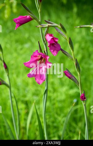 Magnifique marais rose Gladiolus, Gladiolus palustris, avec des gouttes de pluie et de la verdure derrière. Banque D'Images