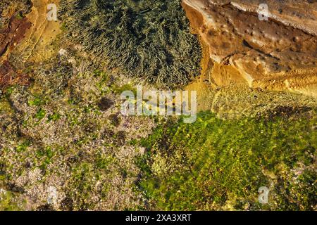 Sur le plateau rocheux de North Narrabeen, hohormosira banksii, grès et pippies, un bivalve côtier poussant dans des bassins rocheux, Sydney, Australie Banque D'Images