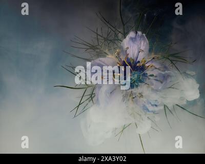 Artistique Nigella aka amour dans une fleur de brume. Submergé. Banque D'Images