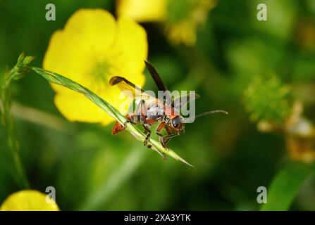 Rustique Sailer Beetle (Cantharis rustica) - coléoptère soldat décollant d'une herbe Banque D'Images