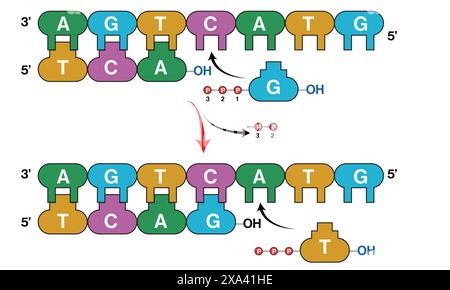 Illustration vectorielle détaillée du processus de réplication de l'ADN pour l'éducation en génétique, biologie moléculaire et biochimie sur fond blanc. Illustration de Vecteur