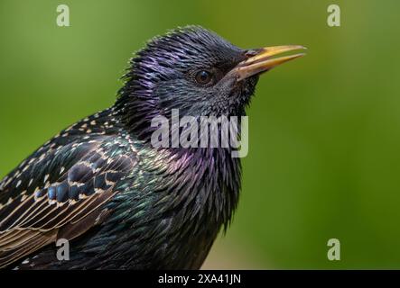 Starling commun (sturnus vulgaris) Portrait très rapproché avec des couleurs fines et bec ouvert comme chanter Banque D'Images