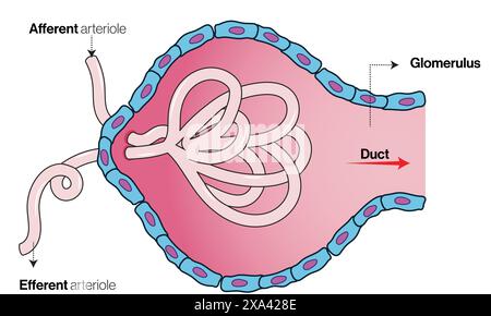 Illustration vectorielle détaillée de la capsule de Bowman pour l'éducation en anatomie, physiologie et néphrologie sur fond blanc. Illustration de Vecteur