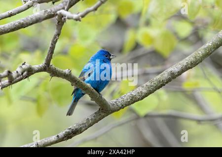 Une guirlande indigo affiche ses teintes bleues. Tandis que perché sur une branche, le bleu profond de ses plumes brille en contraste avec le backgroun de la forêt douce Banque D'Images