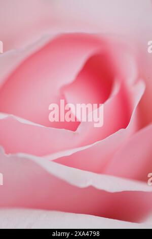 Extreme close up d'une rose rose Banque D'Images