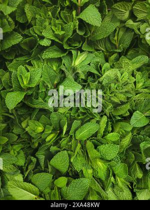 Vue plein cadre d'au-dessus de bouquets de feuilles de menthe fraîches et vertes éclatantes Banque D'Images