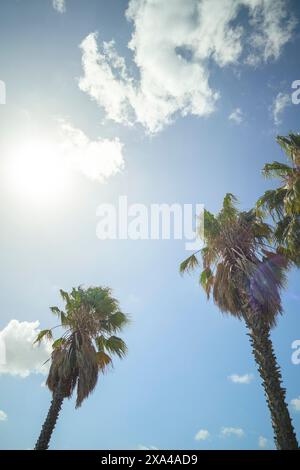 Deux palmiers se dressent haut contre un ciel bleu clair avec quelques nuages et le soleil brillant qui brille du coin supérieur gauche. Banque D'Images