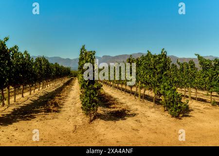 Un vignoble sous un ciel bleu clair avec des rangées de vignes et une chaîne de montagnes en arrière-plan. Banque D'Images