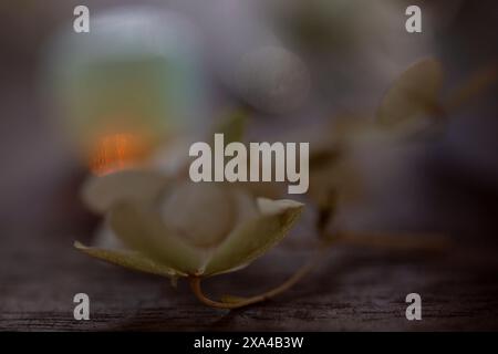 Gros plan d'une fleur blanche délicate avec une mise au point douce sur un fond flou. Banque D'Images