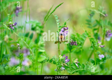 Abeille Carder commune sur Vetch dans un jardin sauvage Banque D'Images