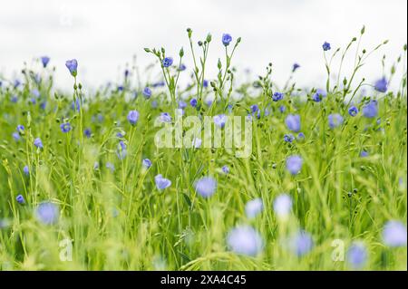 MIDWOLDA - dans certains endroits, le paysage à Oldambt devient un peu bleu. Les premières fleurs bleues du lin apparaissent. Une parcelle de lin à la lumière du matin dans la première phase de floraison dans le paysage de Groningue. Midwolda, Oldambt, Groningue, pays-Bas. ANP / Hollandse Hoogte / Marcel Berendsen pays-bas Out - belgique Out Banque D'Images