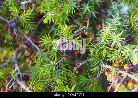 Photo en gros plan d'une branche d'arbre de genièvre avec des fruits Banque D'Images