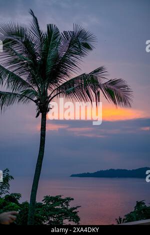 Un coucher de soleil serein derrière un palmier avec un ciel rose et bleu vif sur une mer tranquille. Banque D'Images