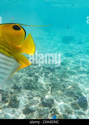 Un poisson tropical rayé jaune et blanc vibrant nageant gracieusement dans l'eau bleue claire au-dessus d'un récif corallien. Banque D'Images