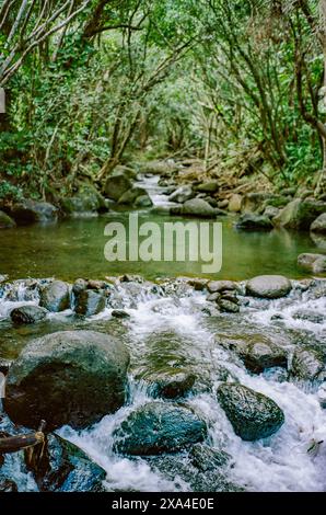 Un ruisseau serein coule à travers une forêt luxuriante, son eau cascadant sur des rochers lisses sous la canopée de feuillage vert. Banque D'Images