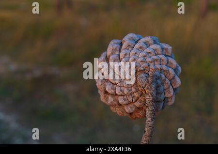 Photographie rapprochée d'une pomme de pin sur fond flou dans la lumière chaude du coucher du soleil Banque D'Images