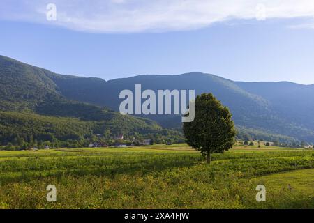 Photo d'un arbre solitaire au milieu d'un champ verdoyant dans la vallée des montagnes du nord de Velebit au coucher du soleil en Croatie Banque D'Images