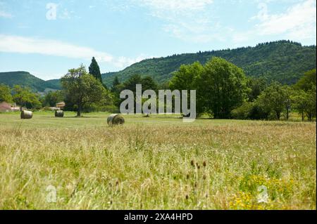 Un paysage serein avec un champ herbeux parsemé de balles de foin sous un ciel dégagé, encadré par des arbres luxuriants, et une toile de fond vallonnée. Banque D'Images