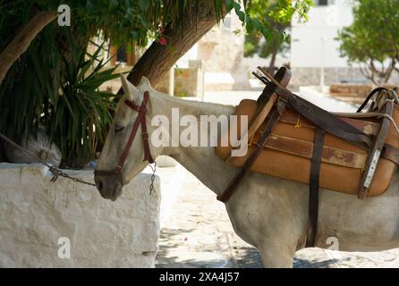 Un cheval blanc portant une selle est attaché à une clôture par un chemin pavé, avec des arbres fournissant de l'ombre en arrière-plan. Banque D'Images