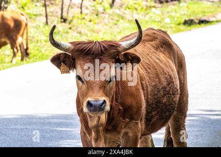 La vache Cachena dans le parc national Peneda-Geres dans le nord du Portugal. C'est une race traditionnelle portugaise de bovins de montagne excellente pour sa viande et ses tractus Banque D'Images