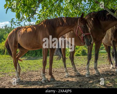 Chevaux de selle pâturant sur un pâturage Banque D'Images