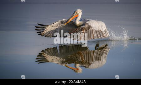 Dalmation Pelican, Lake Kerkini, Central Macdonia, Greece, Europe Copyright : JanettexHill 1185-402 DATE D'ENREGISTREMENT NON INDIQUÉE Banque D'Images