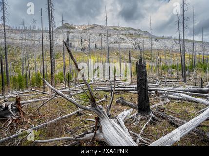 Accrocs et grumes dans la forêt du parc national Kootenay, Colombie-Britannique, Canada Banque D'Images