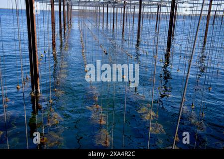 Des rangées de lignes d'aquaculture de moules qui s'étendent dans les eaux bleues calmes avec des bouées flottant à la surface et un ciel clair au-dessus. Banque D'Images