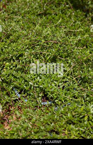 Satureja hortensis, fond de texture d'herbe salée d'été à la lumière du soleil Banque D'Images