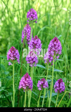 Groupe d'orchidées pyramidales (Anacamptis pyramidalis) - sud-Touraine, Indre-et-Loire (37), France. Banque D'Images