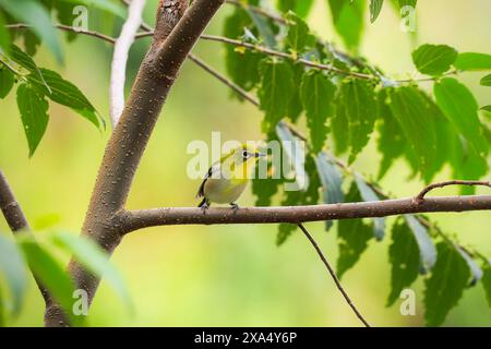 Warbling White-eye Zosterops japonicus Japanese ou Mountain White-eye, un petit passereau à la coloration olive et jaune, Gunung Lokon, Tomohon Banque D'Images