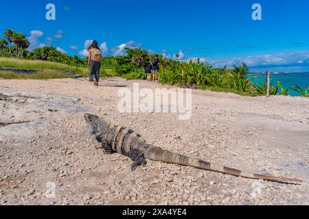 Vue de l'iguane et des touristes aux ruines du temple maya, Tulum, Quintana Roo, Côte des Caraïbes, péninsule du Yucatan, Riviera Maya, Mexique, Amérique du Nord Copyri Banque D'Images