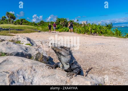Vue de l'iguane et des touristes aux ruines du temple maya, Tulum, Quintana Roo, Côte des Caraïbes, péninsule du Yucatan, Riviera Maya, Mexique, Amérique du Nord Copyri Banque D'Images