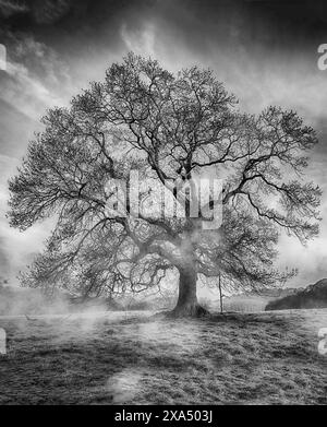 Arbre majestueux se dresse haut avec des branches complexes sur un fond brumeux. Banque D'Images