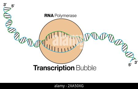 Illustration vectorielle détaillée de la bulle de transcription pour l'éducation en biologie moléculaire et génétique sur fond blanc. Illustration de Vecteur