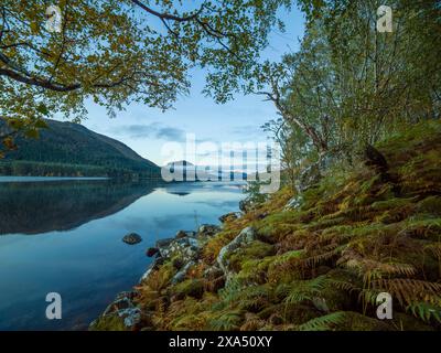 Vue sereine sur le lac au crépuscule avec des fougères vibrantes au premier plan et une eau réfléchissante calme menant à des collines lointaines sous un ciel bleu doux. Loch Lochy Banque D'Images