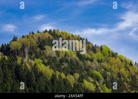 Un paysage avec une forêt mixte de conifères et de feuillus sur une colline au printemps. Banque D'Images