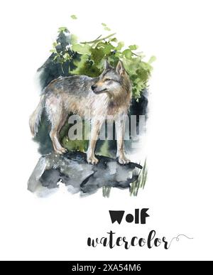 Aquarelle d'un loup sur un rocher, représentant un animal de travail dans l'art. Banque D'Images