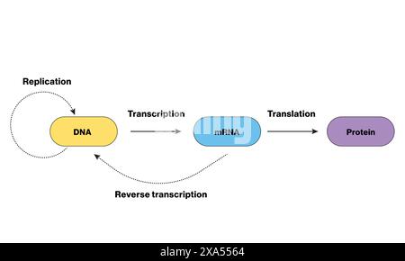 Illustration vectorielle détaillée du dogme central de biologie moléculaire pour la génétique, la biochimie et l'enseignement des sciences de la vie sur fond blanc. Illustration de Vecteur
