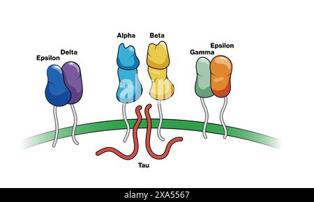 Illustration vectorielle détaillée du complexe Cluster of Differentiation Factor 3 (CD3) in Immunology for Biomedical Science and Immuntherapy Education. Illustration de Vecteur