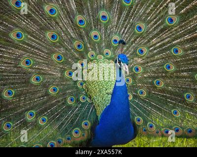 Magnifique Blue Peacock affichant sa queue. Banque D'Images