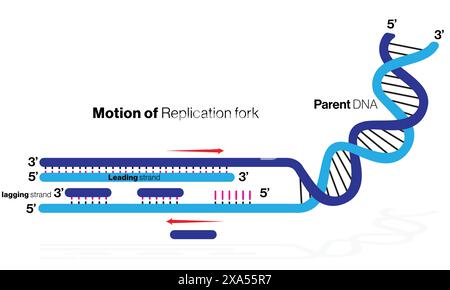 Illustration vectorielle détaillée de la génération de fragments d'Okazaki pendant la réplication d'ADN pour la biologie moléculaire et la génétique sur fond blanc. Illustration de Vecteur