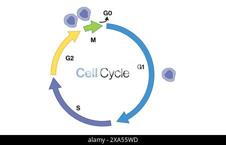 Illustration vectorielle détaillée des étapes du cycle cellulaire dans un diagramme circulaire pour la biologie, la division cellulaire et l'enseignement des sciences de la vie sur fond blanc. Illustration de Vecteur