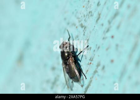 Gros plan d'une mouche assise sur une surface Banque D'Images