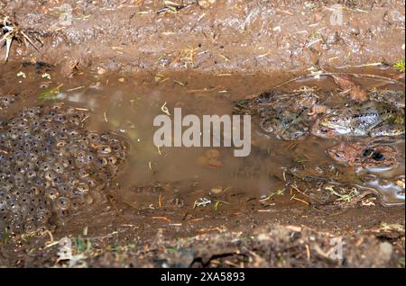 Un gros plan de grenouilles à côté d'un groupe d'œufs de grenouille dans l'environnement naturel Banque D'Images