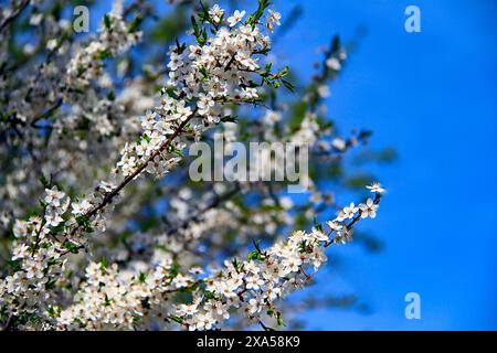 Fleurs blanches fleurissant sur les branches d'arbres Banque D'Images