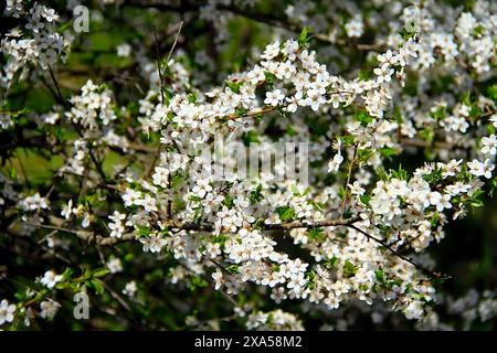 La lumière du soleil illumine les fleurs des arbres par une journée ensoleillée Banque D'Images