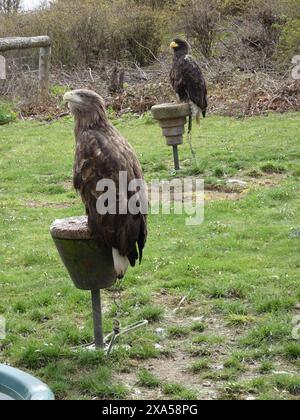 Oiseaux dans l'herbe verte luxuriante avec un oiseau perché sur une mangeoire Banque D'Images